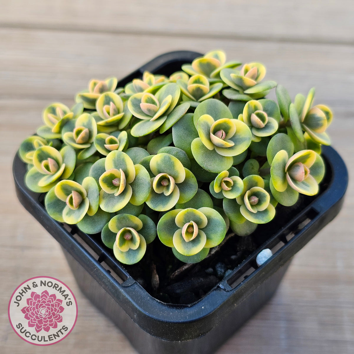 Sedum Lime Twister