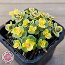 Load image into Gallery viewer, Sedum Lime Twister
