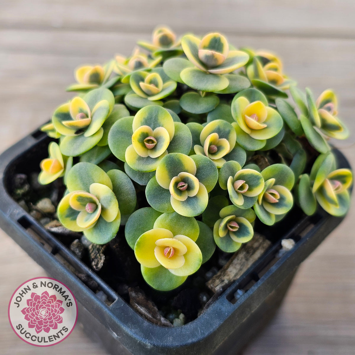 Sedum Lime Twister
