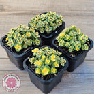 Sedum Lime Twister