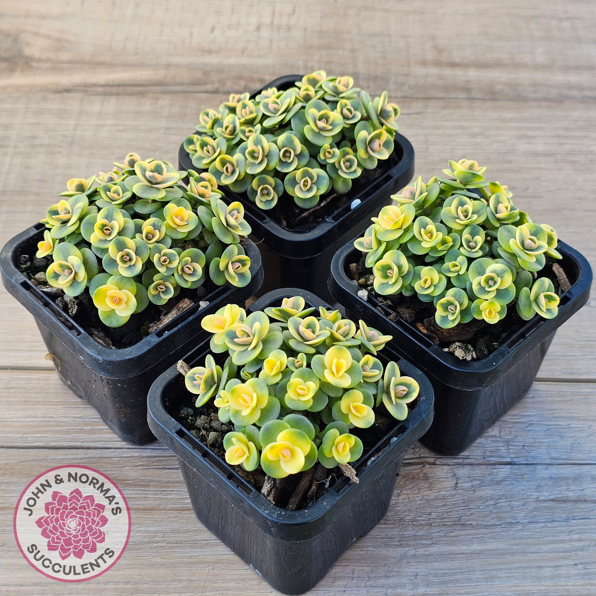 lime twister succulent Buy Sedum Lime Twister Australia