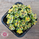 Sedum Lime Twister