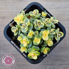 Sedum Lime Twister