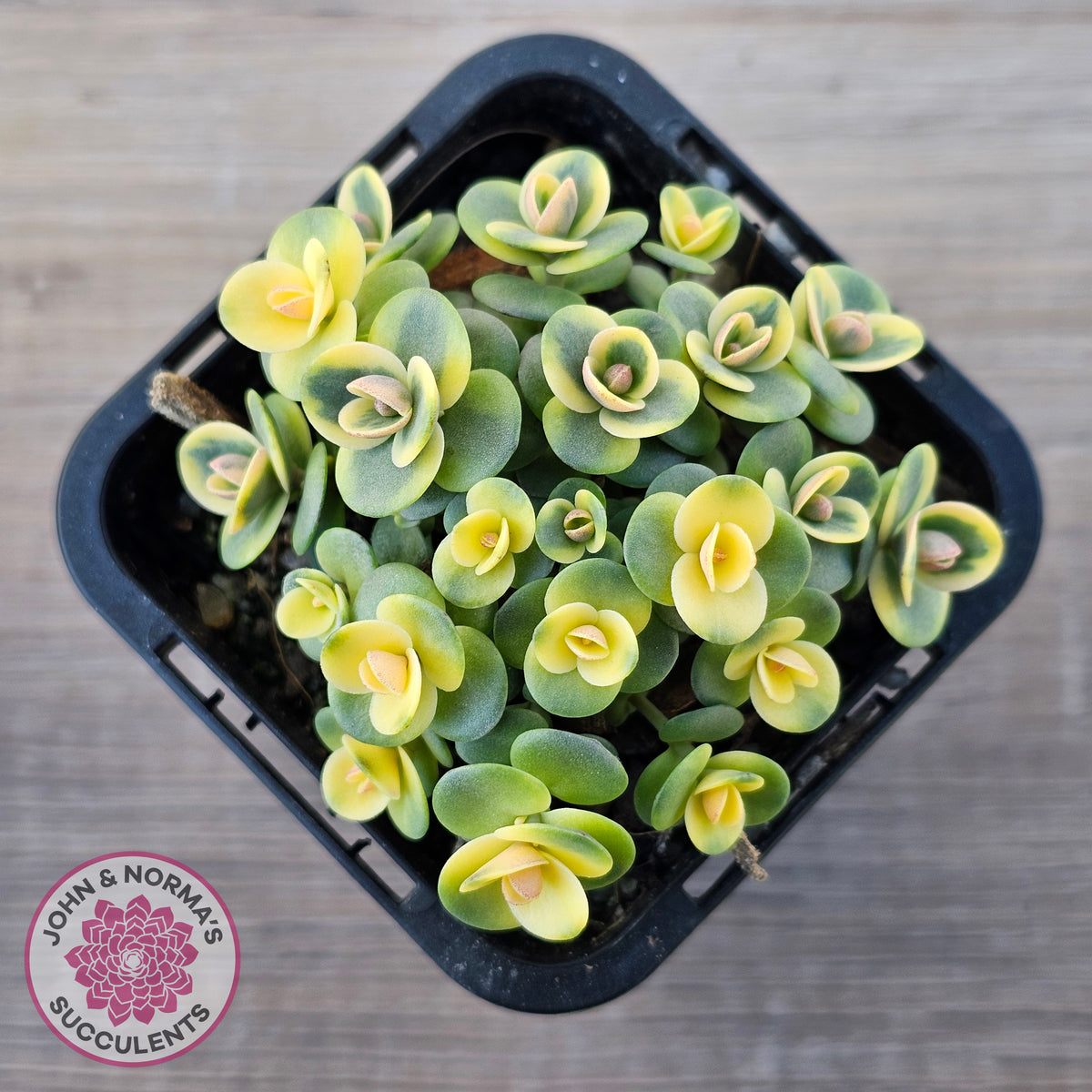 Sedum Lime Twister