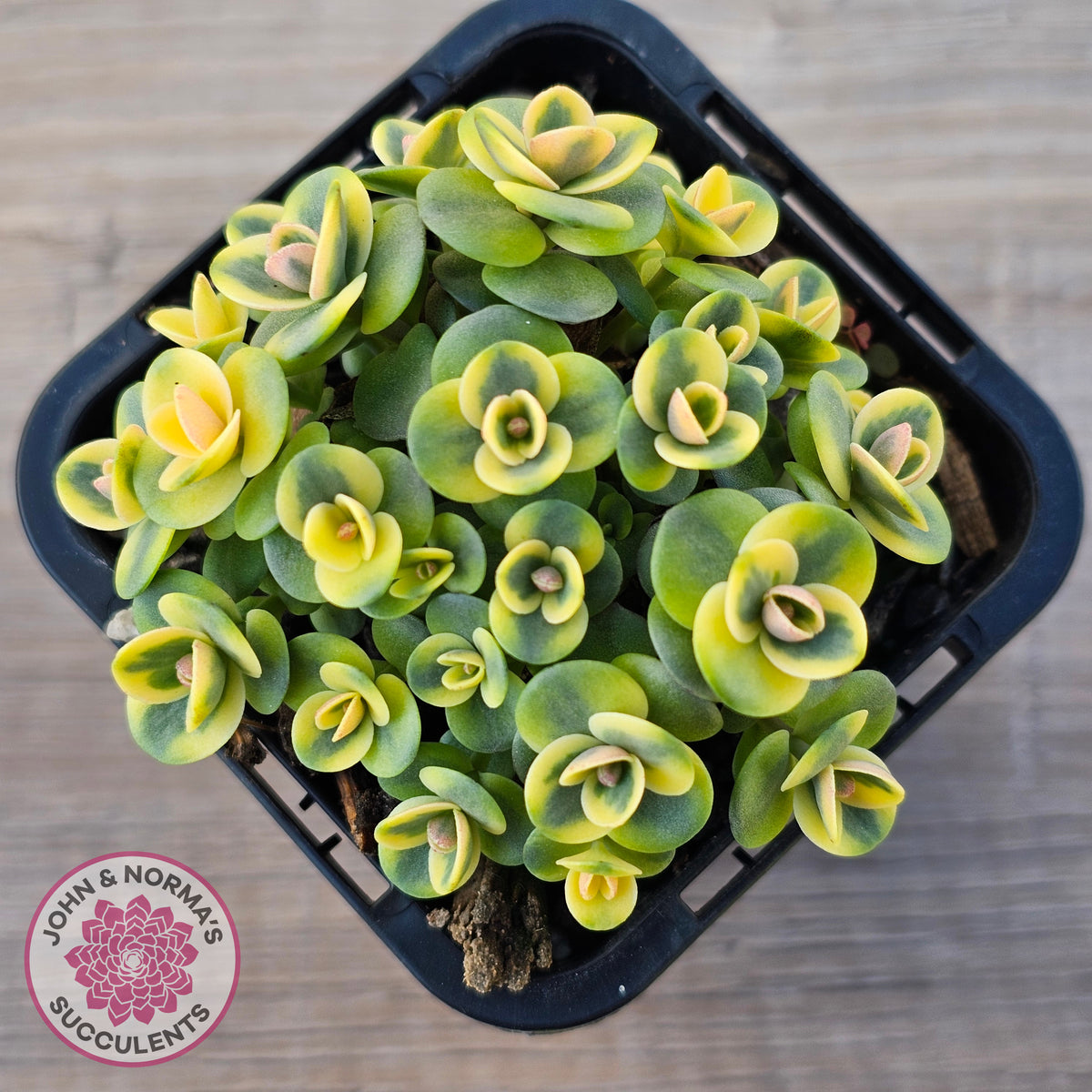 Sedum Lime Twister