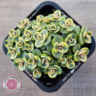 Sedum Lime Twister