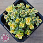 Sedum Lime Twister