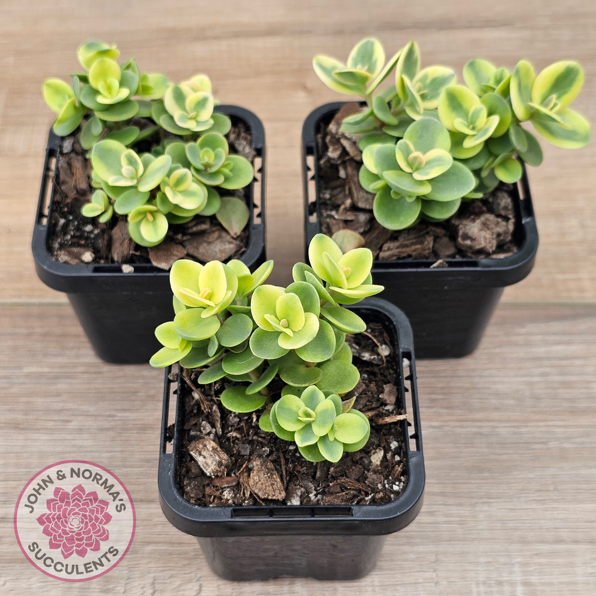 Sedum Lime Twister