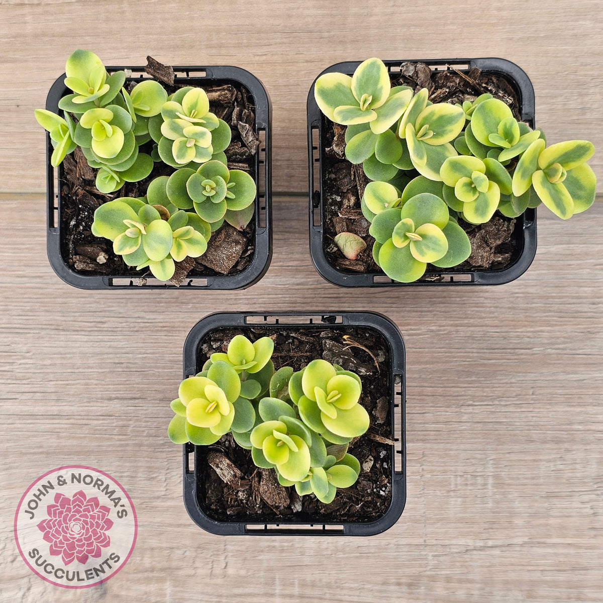 Sedum Lime Twister