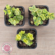 Load image into Gallery viewer, Sedum Lime Twister (sml)
