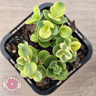 Sedum Lime Twister