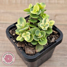 Sedum Lime Twister