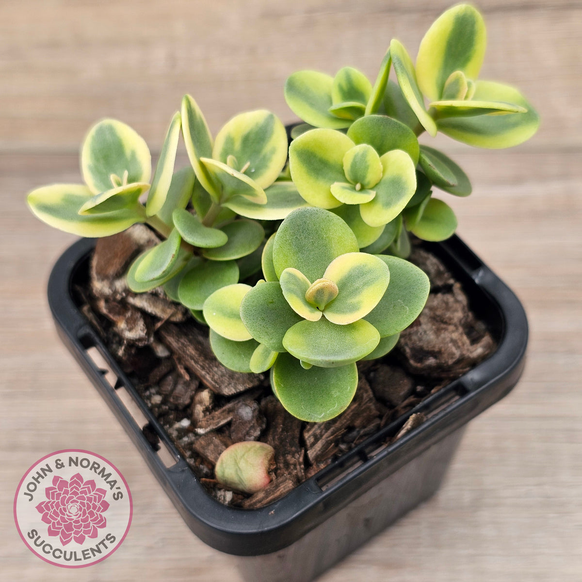 Sedum Lime Twister