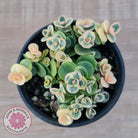 Sedum Lime Twister
