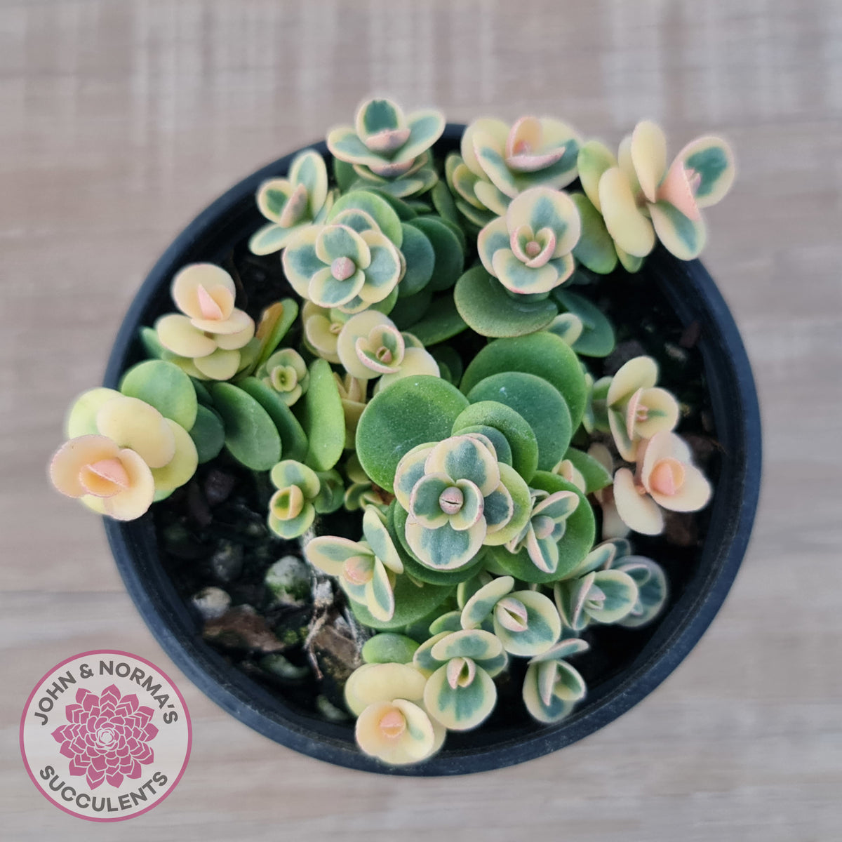 Sedum Lime Twister