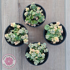 Sedum Lime Twister
