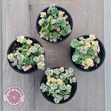 Load image into Gallery viewer, Sedum Lime Twister
