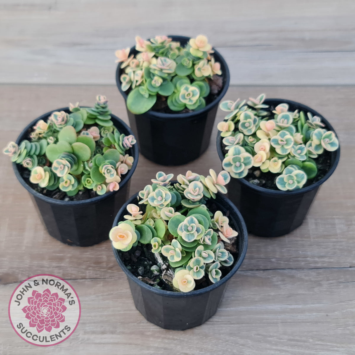 Sedum Lime Twister