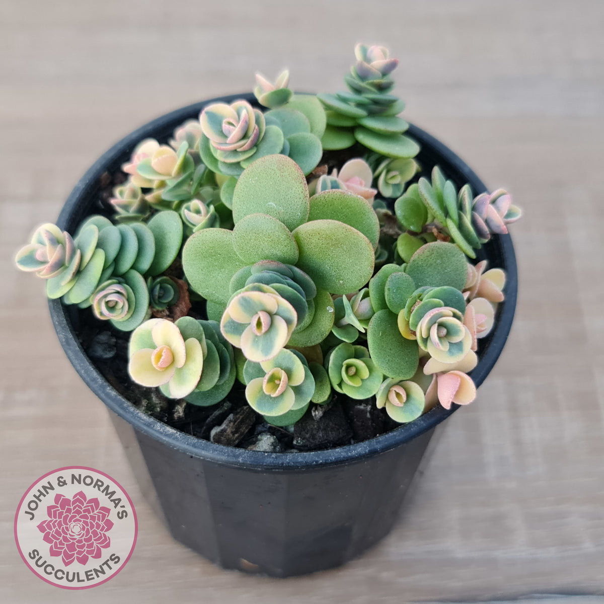 Sedum Lime Twister