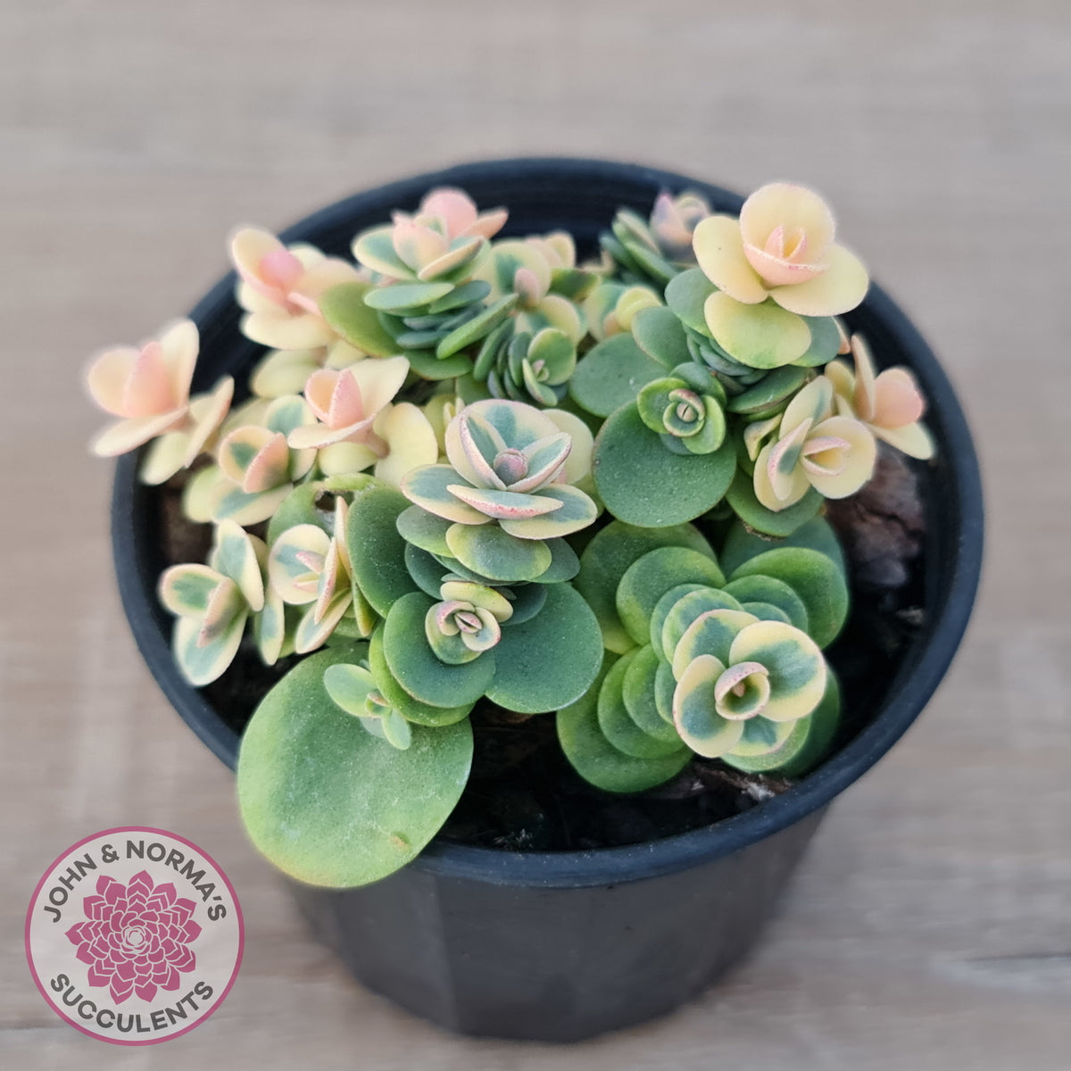 Sedum Lime Twister