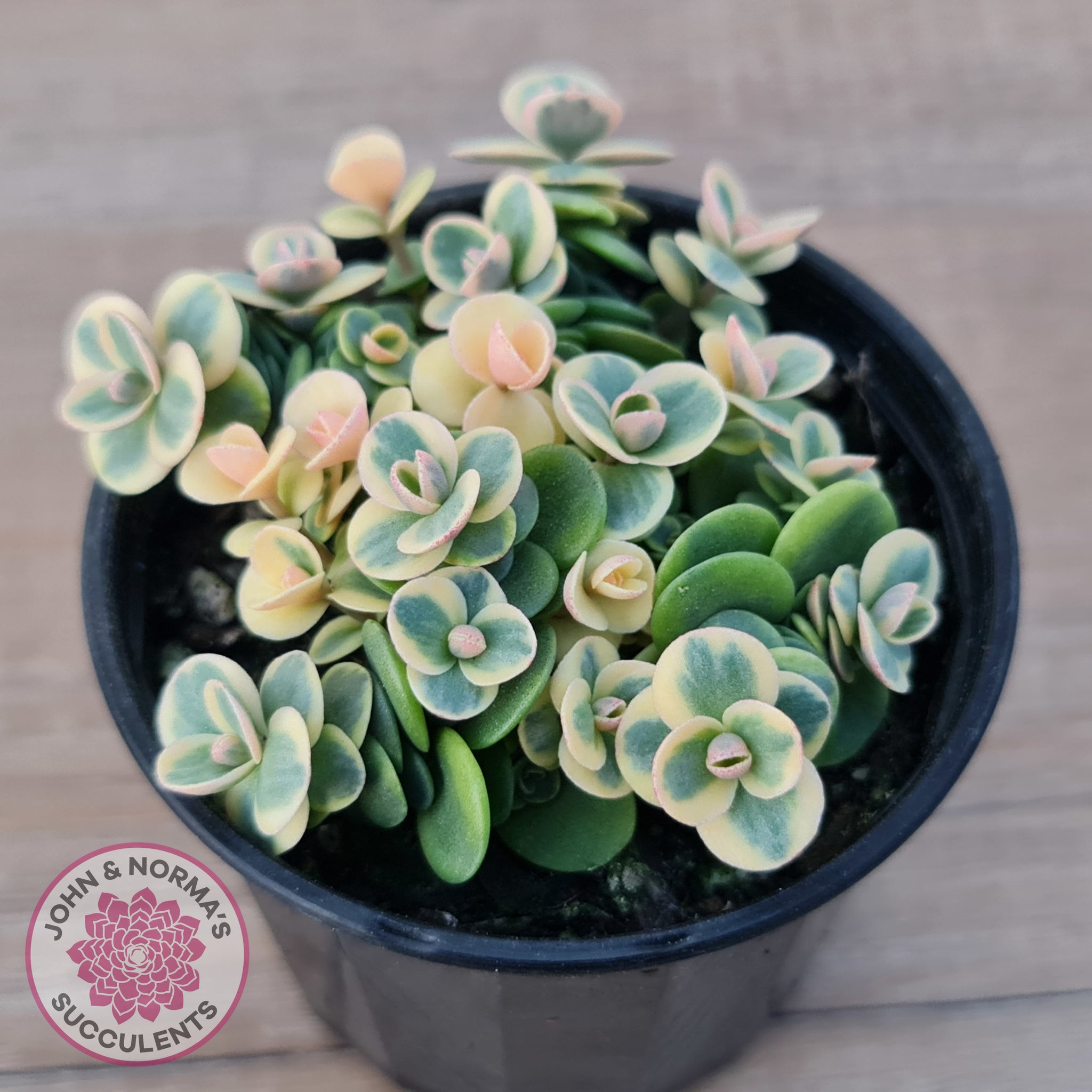 lime green succulent plants Buy Sedum Lime Twister Australia