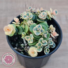Sedum Lime Twister