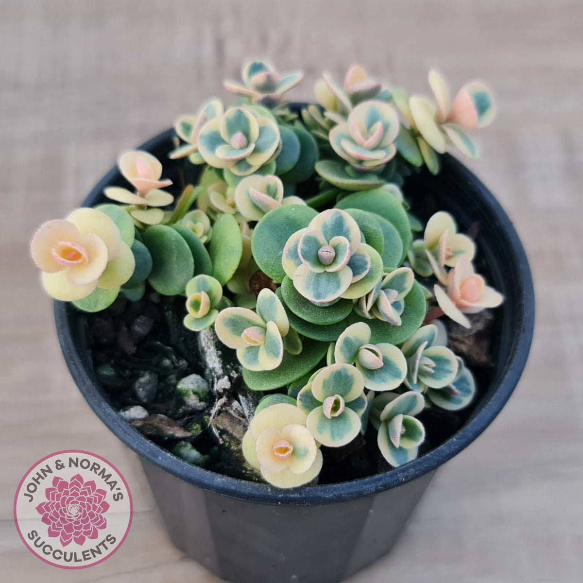 Sedum Lime Twister