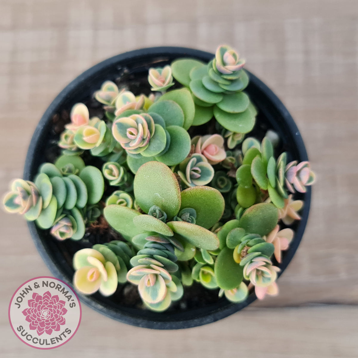 Sedum Lime Twister