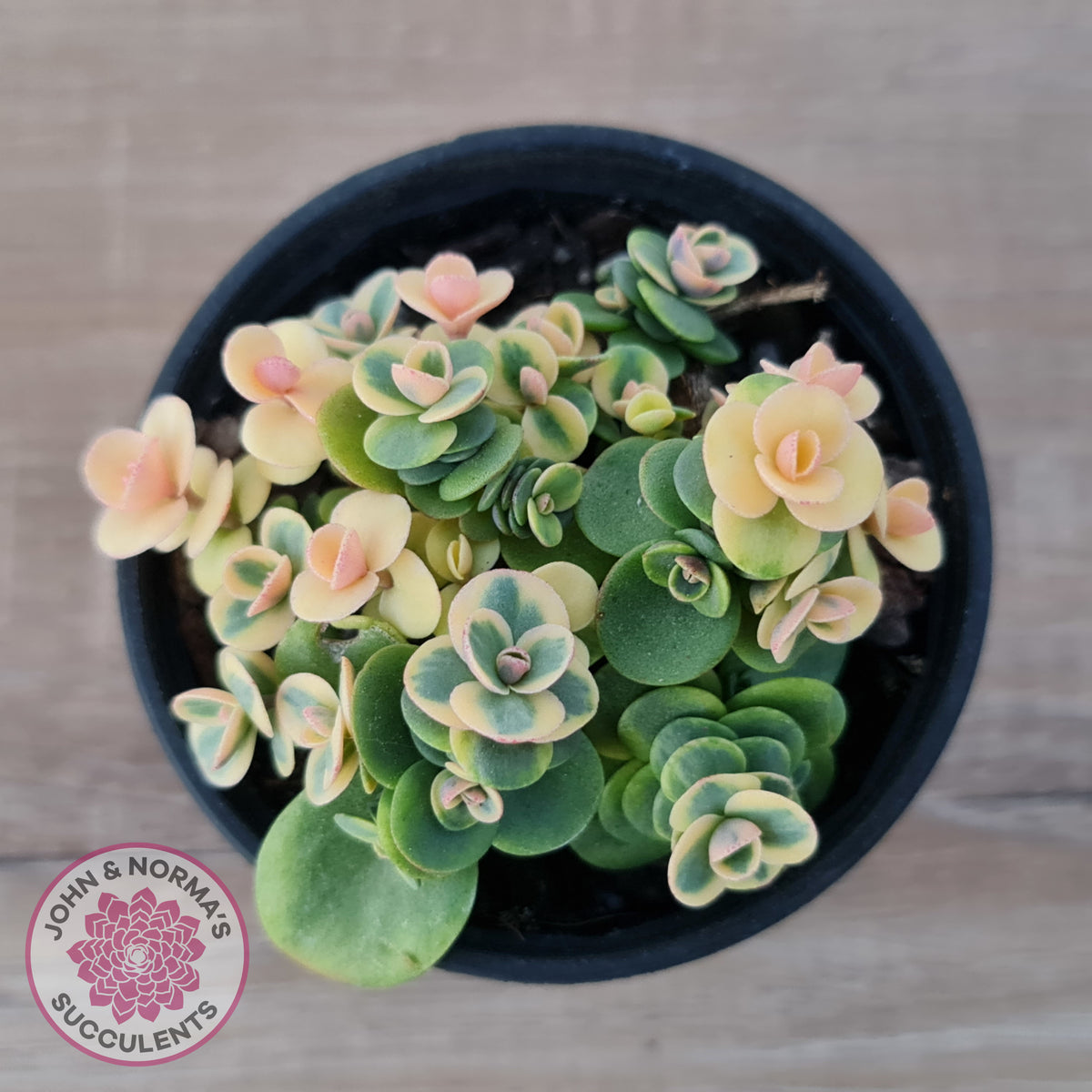 Sedum Lime Twister
