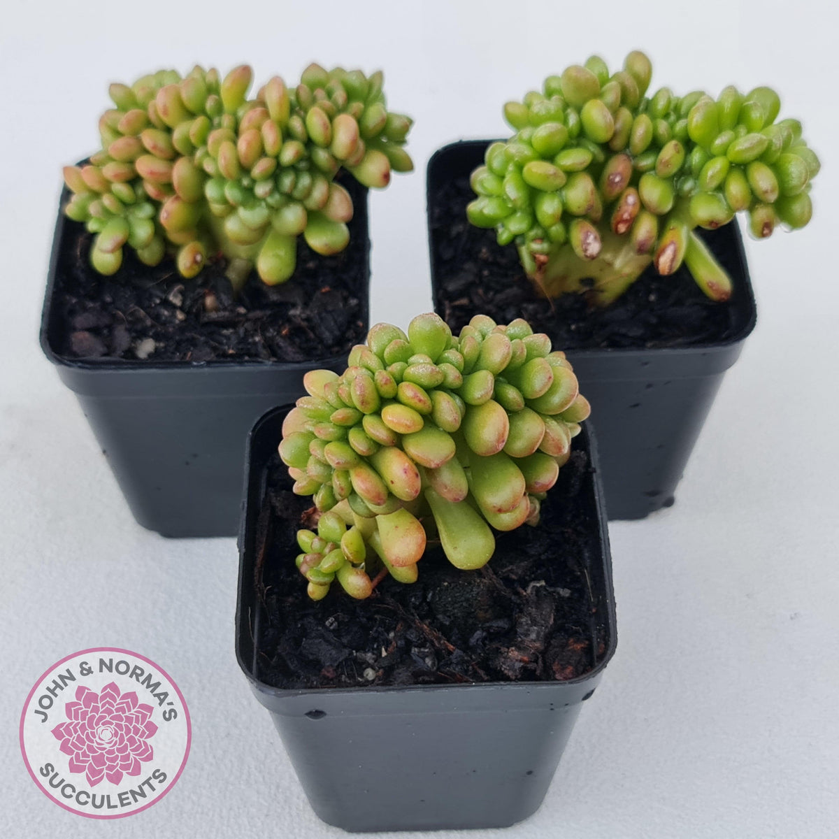 Sedum lucidum 'Obesum' Crested
