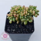 Sedum lucidum 'Obesum' Crested