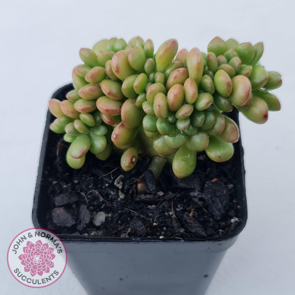 Sedum lucidum 'Obesum' Crested