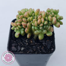 Load image into Gallery viewer, Sedum lucidum &#39;Obesum&#39; Crested - John &amp; Norma&#39;s Succulents Australia
