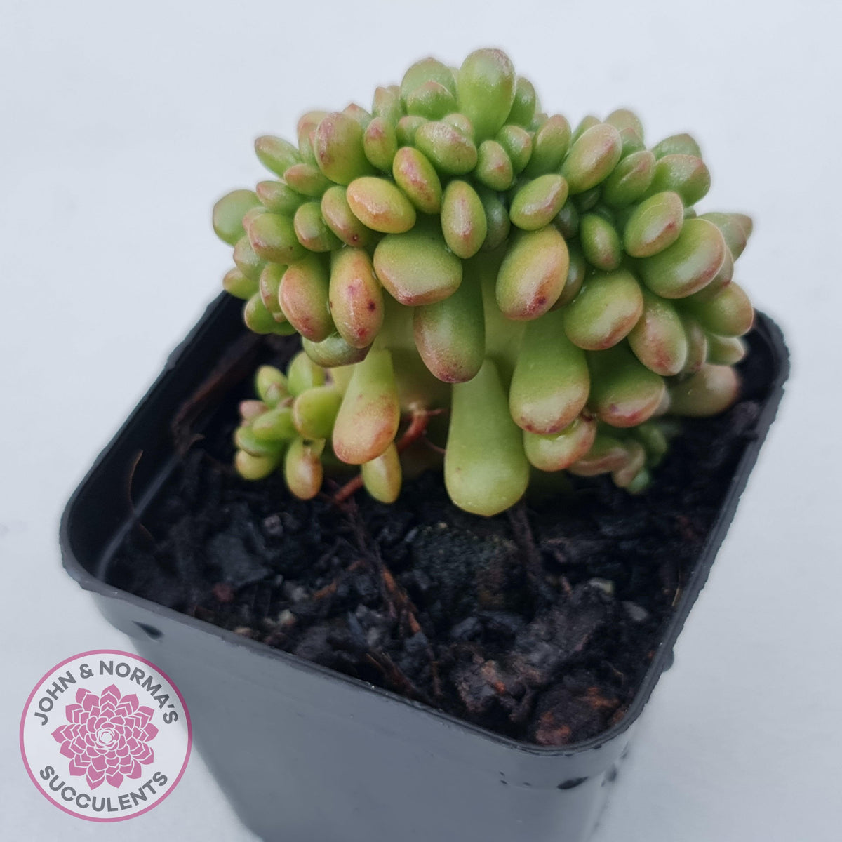Sedum lucidum 'Obesum' Crested
