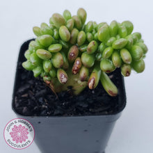 Load image into Gallery viewer, Sedum lucidum &#39;Obesum&#39; Crested - John &amp; Norma&#39;s Succulents Australia
