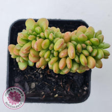 Load image into Gallery viewer, Sedum lucidum &#39;Obesum&#39; Crested - John &amp; Norma&#39;s Succulents Australia
