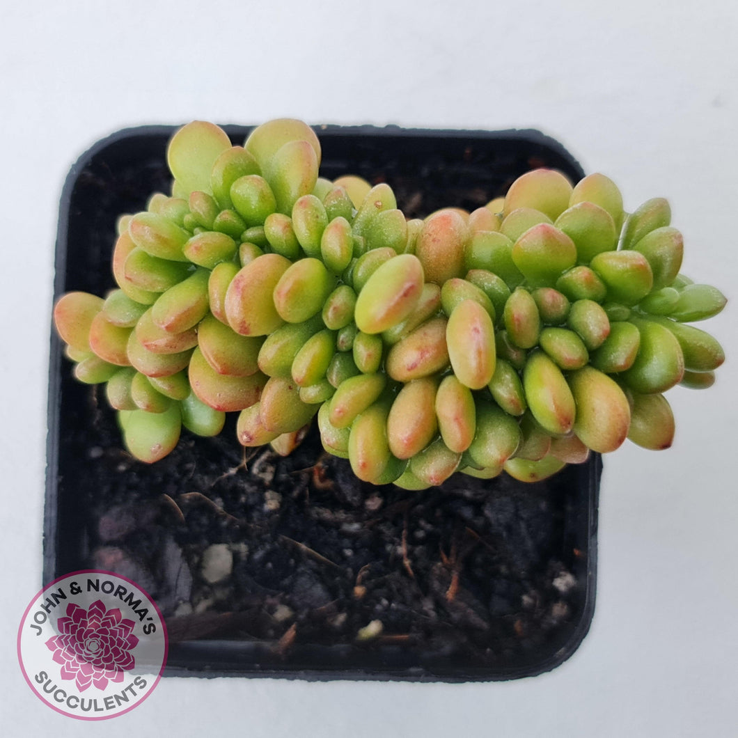 Sedum lucidum 'Obesum' Crested - John & Norma's Succulents Australia