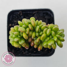 Load image into Gallery viewer, Sedum lucidum &#39;Obesum&#39; Crested - John &amp; Norma&#39;s Succulents Australia
