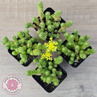 Sedum multiceps