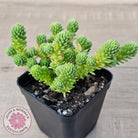 Sedum multiceps