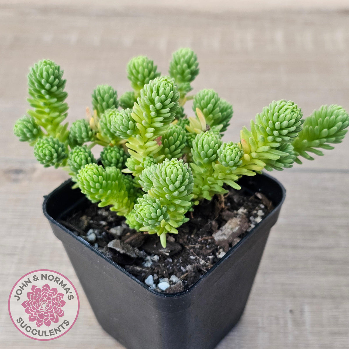 Sedum multiceps