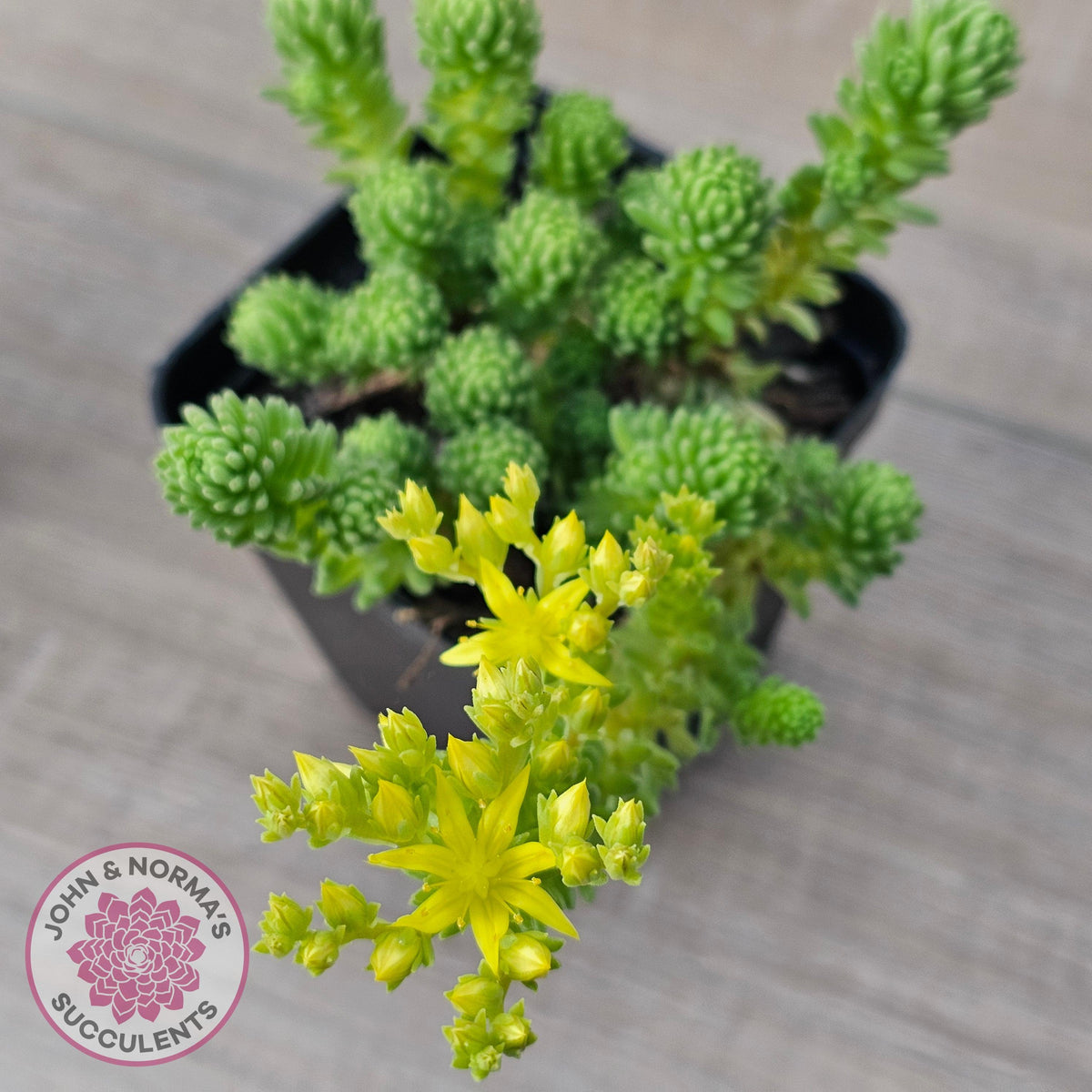 Sedum multiceps