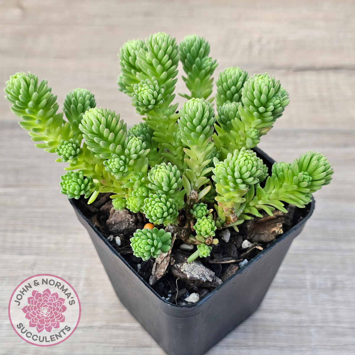Sedum multiceps