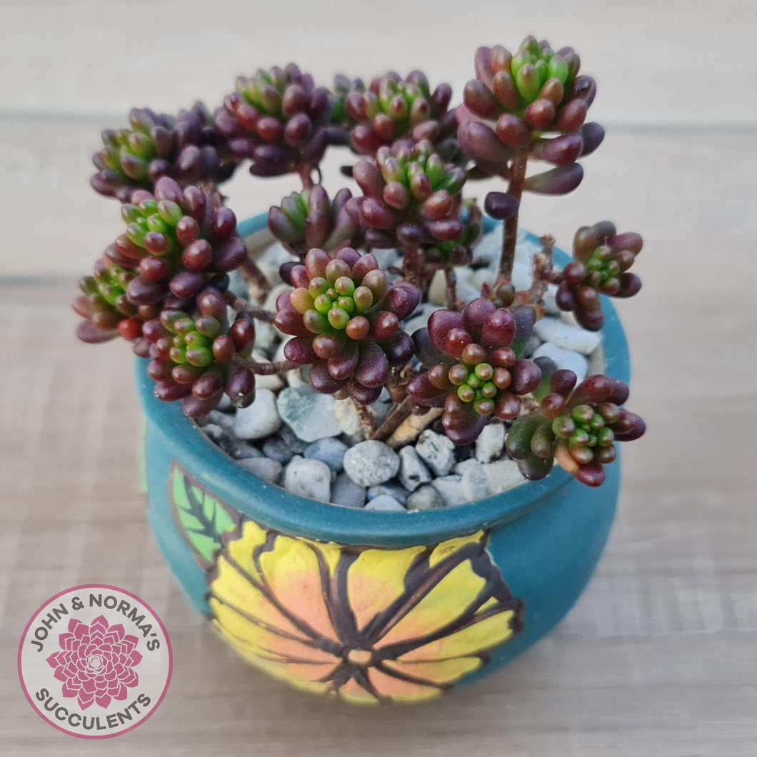 Sedum 'Red Berry' - John & Norma's Succulents Australia