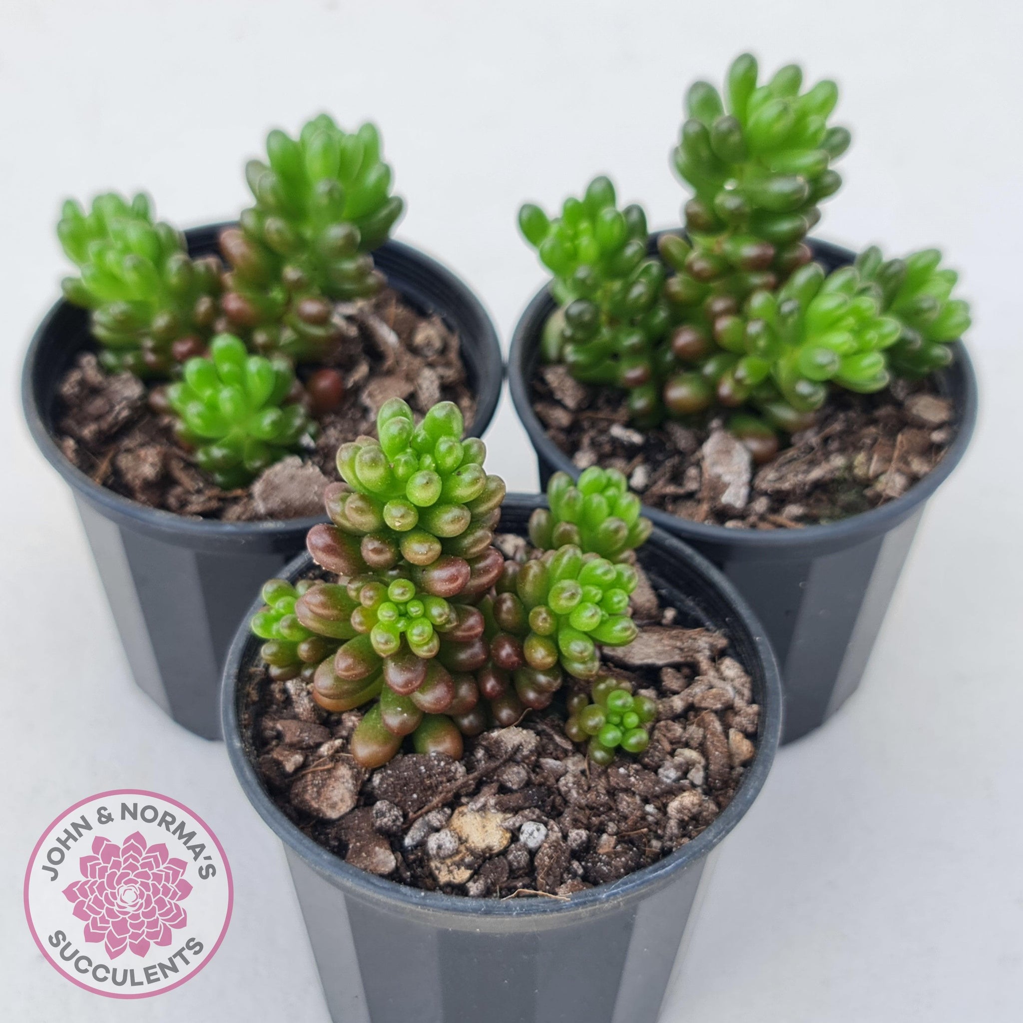 red berry succulent Buy Sedum 'Red Berry' Australia