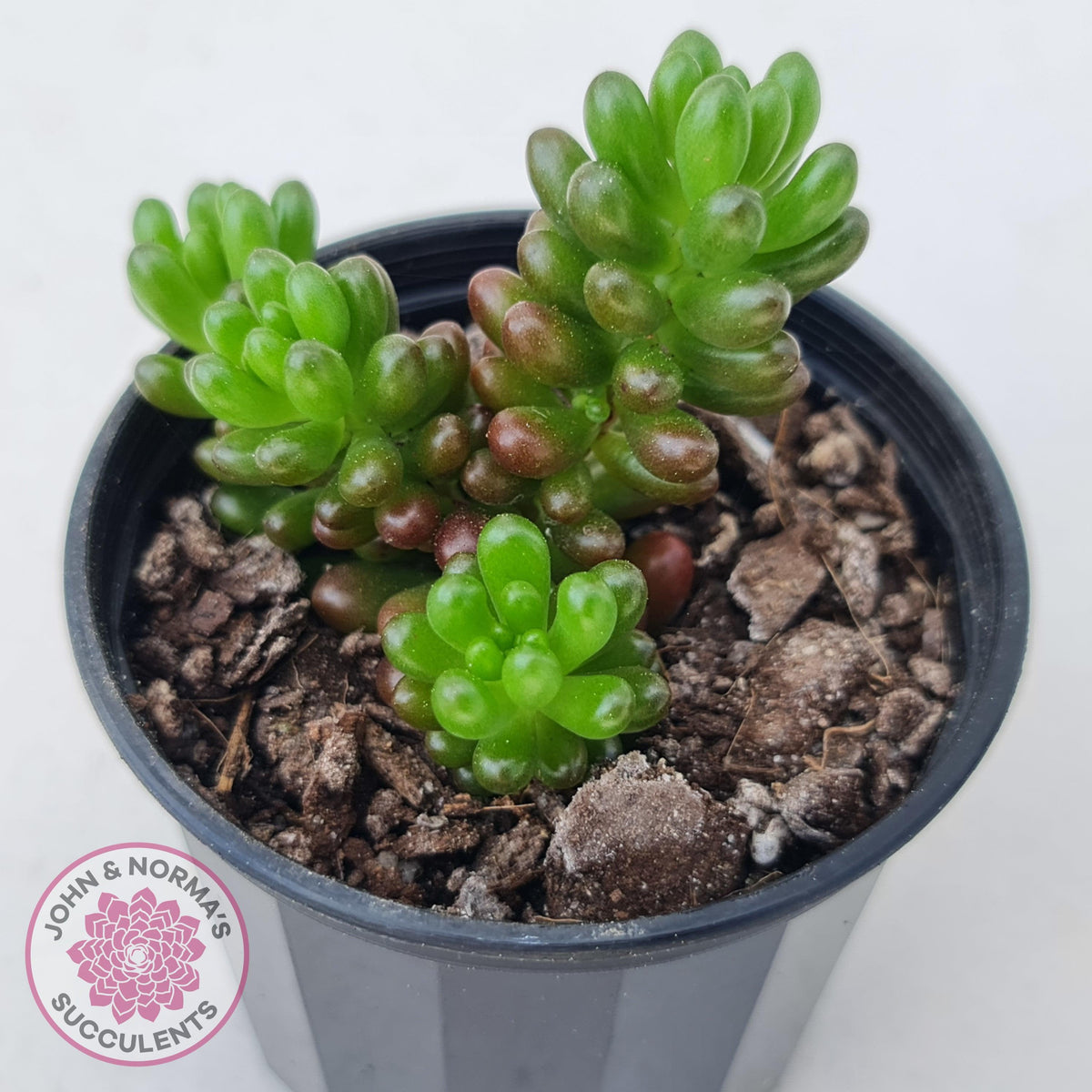 Sedum 'Red Berry'