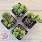 Sedum rupestre f. cristata