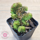 Sedum rupestre f. cristata