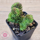 Sedum rupestre f. cristata