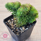 Sedum rupestre f. cristata